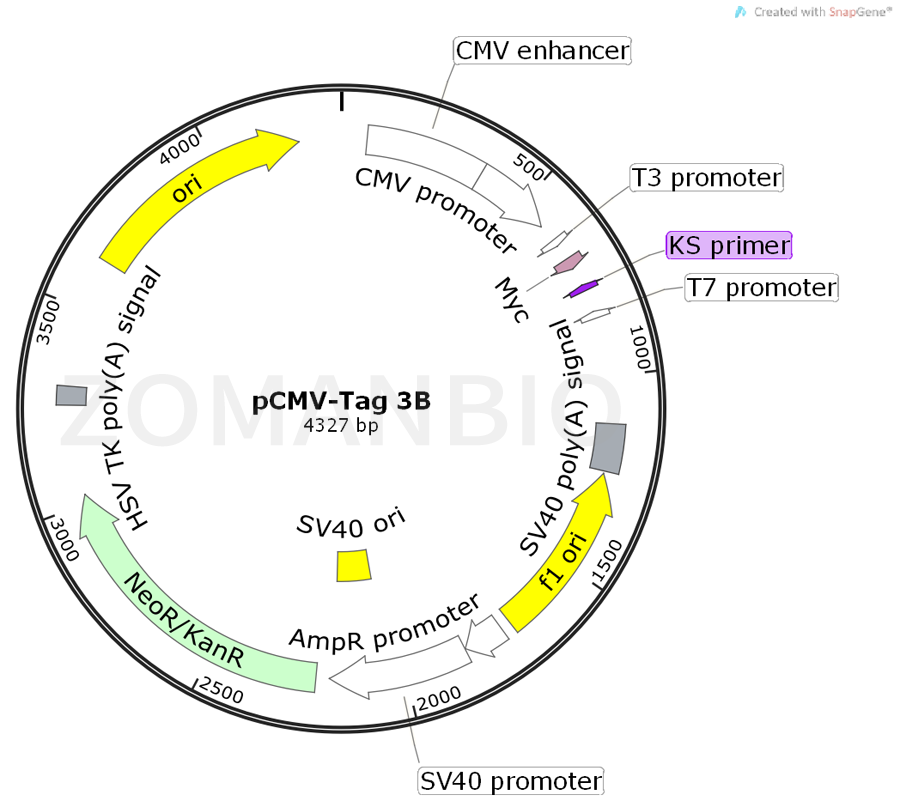 ZK384pCMV-Tag 3B.png