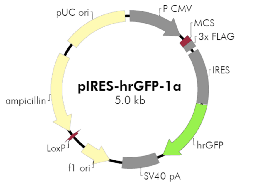 ZK425pIRES-hrGFP-1a.png