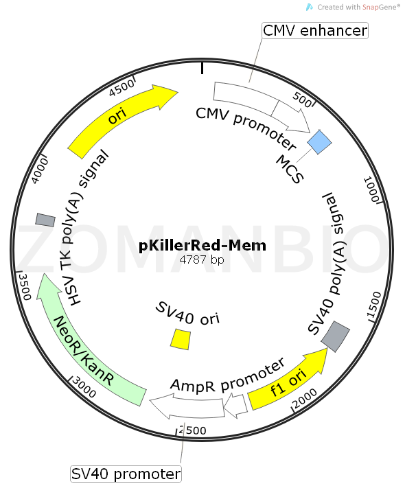 ZK531pKillerRed-Mem.png