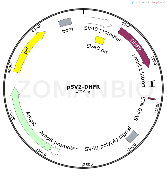 ZK709pSV2-DHFR.png