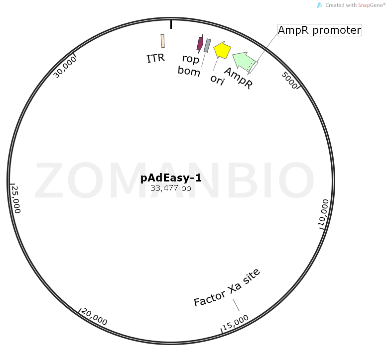 ZK721pAdEasy-1.png