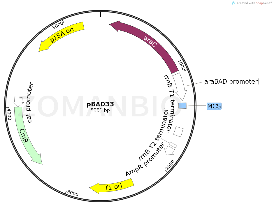 ZK1607 pBAD33.png