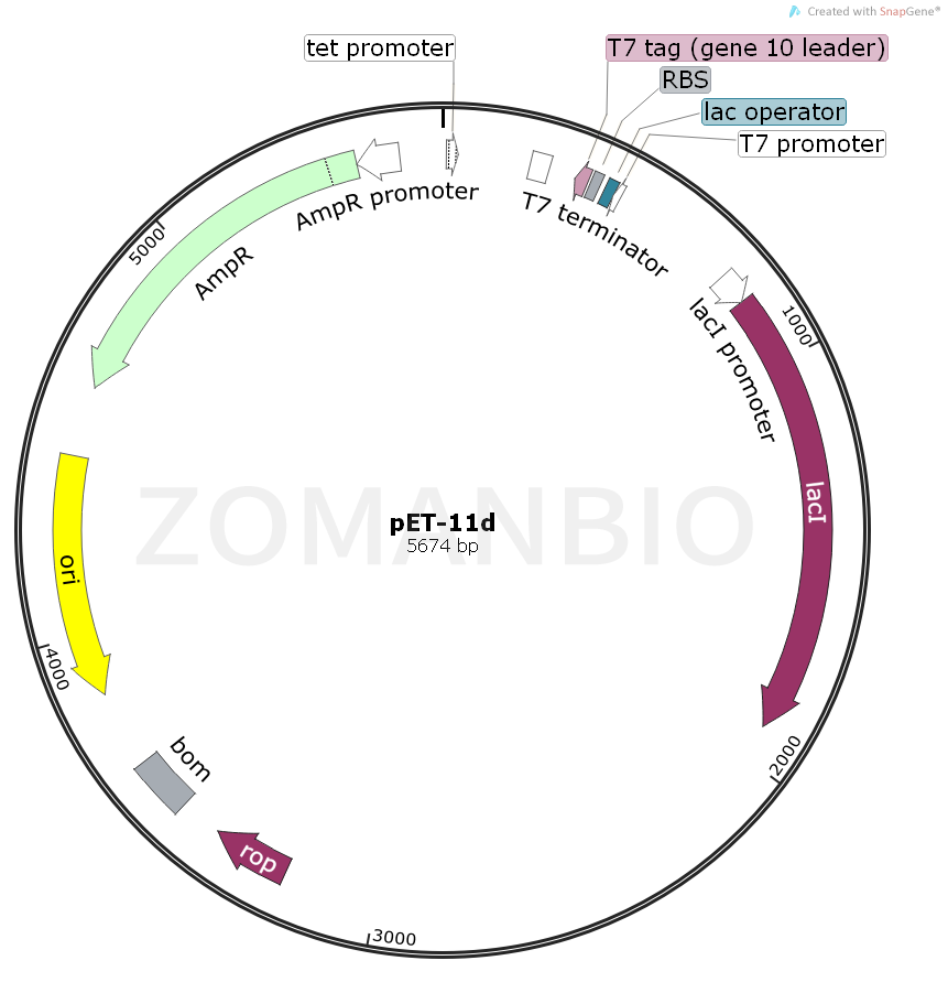ZK1929 pET-11d.png